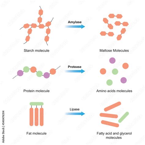 lipases proteases and amylases are