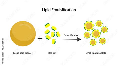 Lipid Emulsion Digoxin