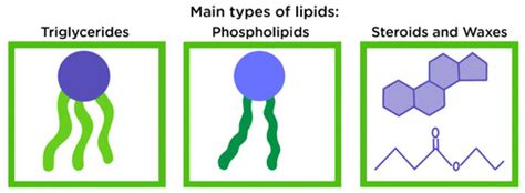 Lipids Structure And Function Quizlet
