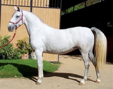 lipizzan horse for sale