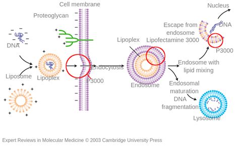 lipofectamine 2000 vs 3000