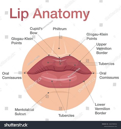 Lips Philtrum Anatomy