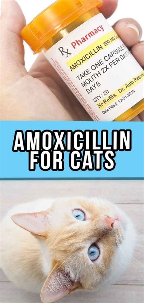 liquid amoxicillin for cats