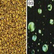 Liquid Crystal Polymer Viscosity