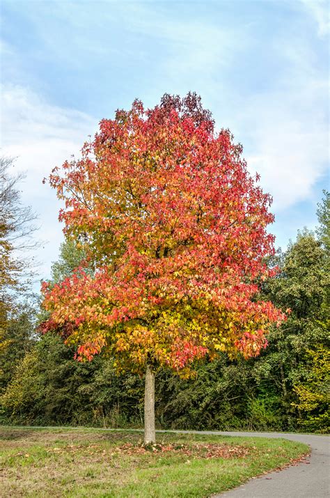 Liquidambar Styraciflua Worplesdon Uk