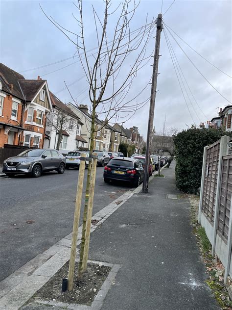 Lismore Street Trees