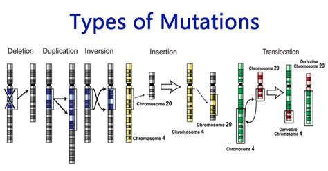 List 3 Types Of Mutations