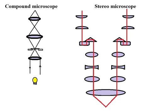 List Four Differences Between The Compound Light Microscope And The Stereoscopic Microscope