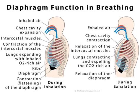 List Function Of Diaphragm