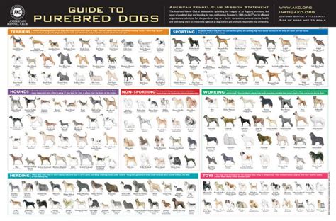 list of akc dog breeds with pictures