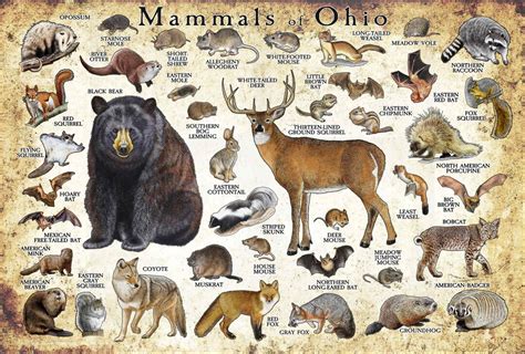 List Of Animals In Ohio