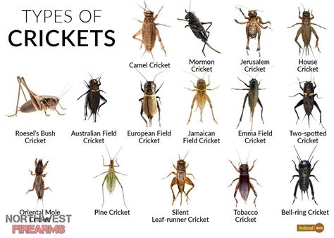 List Of Crickets