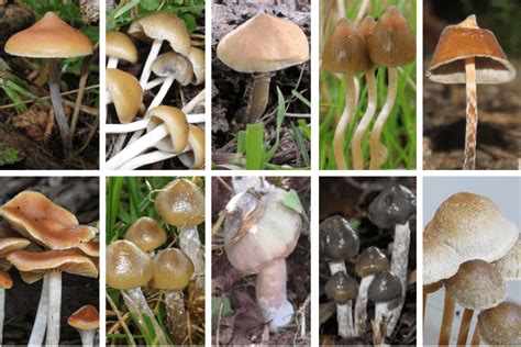 list of different types of.magic mushrooms