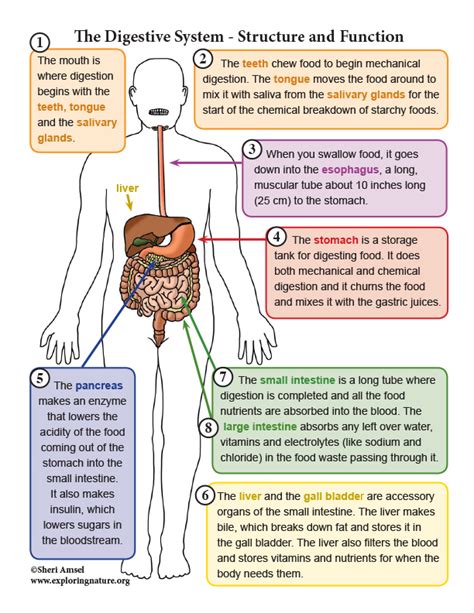 list of digestive organs and their functions
