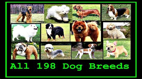 list of dog breeds a-z