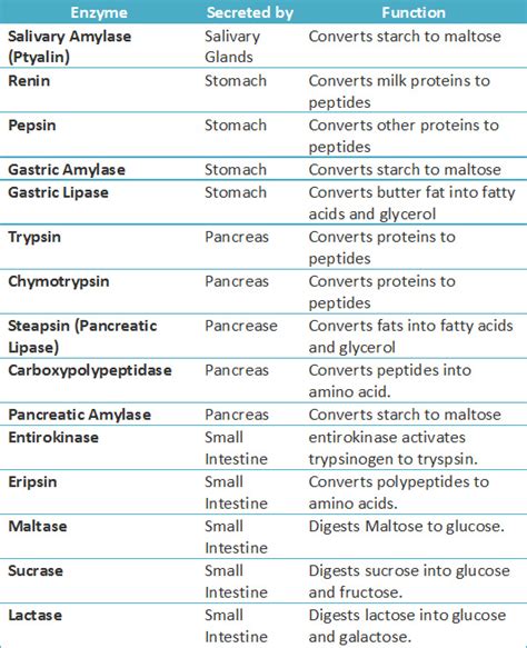 List Of Enzymes And Their Functions In The Human Body