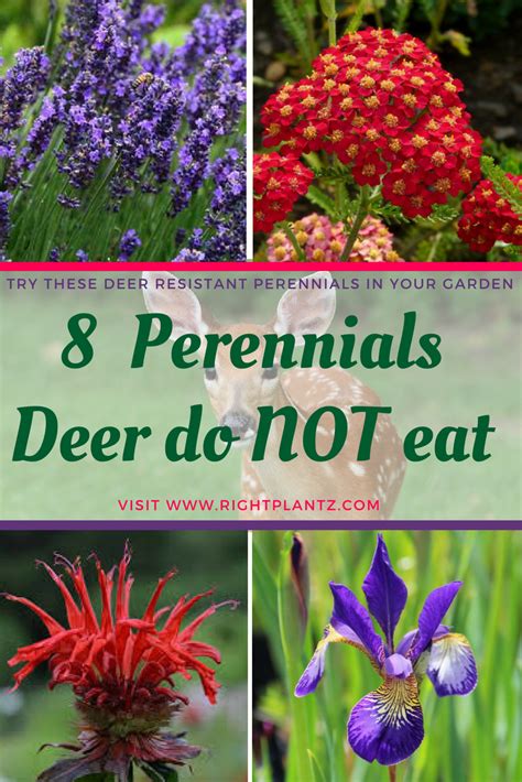 List Of Flowers Deer Won't Eat