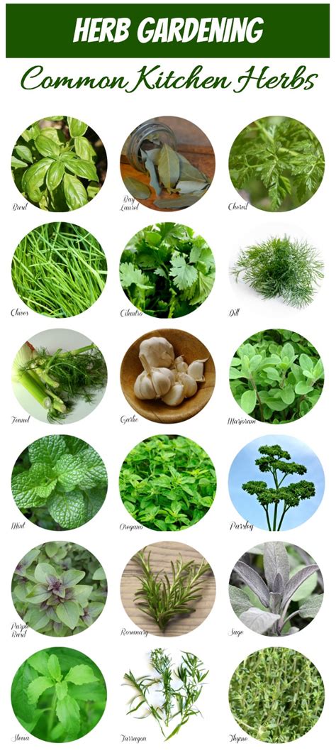 list of herbs uk