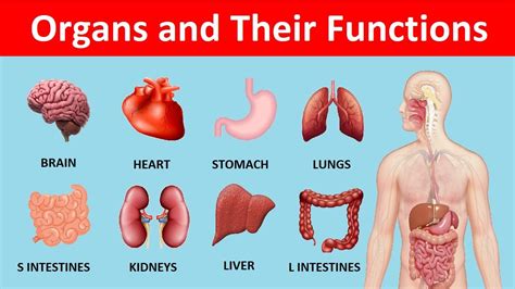 List Of Human Organs And Their Functions