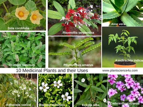 list of medicinal plants