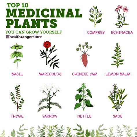 list of medicinal plants and herbs