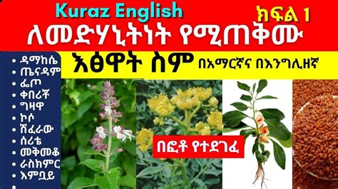 list of medicinal plants in ethiopia