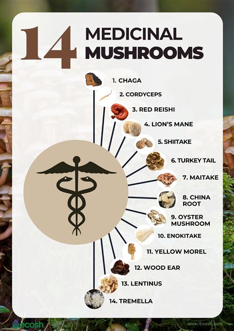 list of mushrooms and benefits