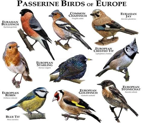 List Of Perching Birds