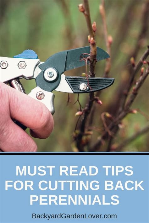 Dividing Perennials in the Spring • Cut and Dried Flower Farm