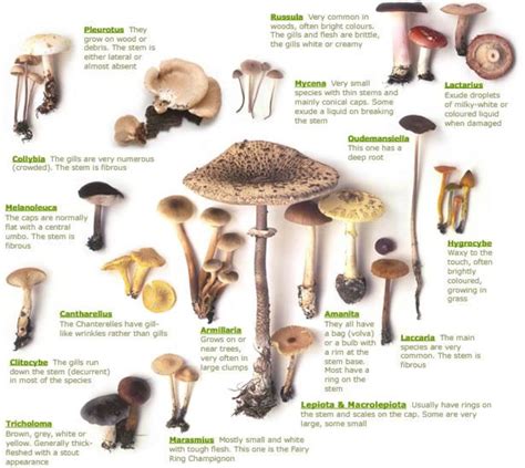 list of poison mushrooms