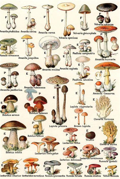 list of psilocybin mushrooms