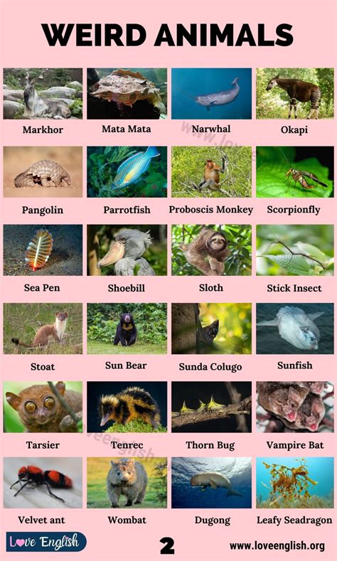 list of unusual animals