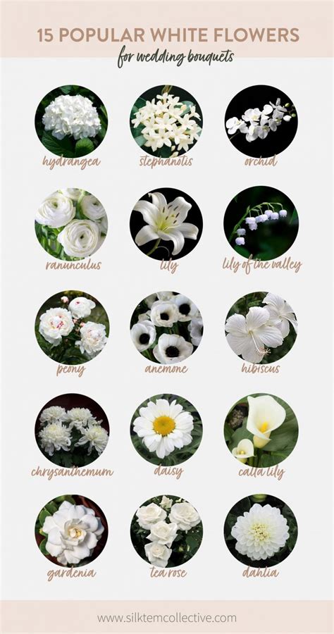list of white flowers