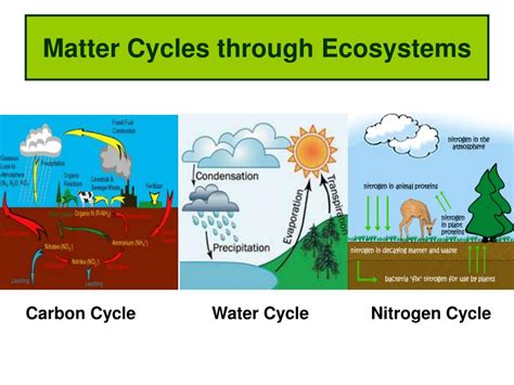 list three examples of matter that are cycled through ecosystems