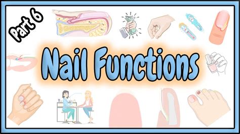 List Three Functions Of Nails