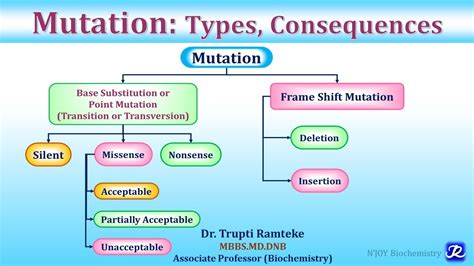 List Three Types Of Mutations