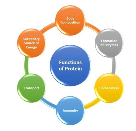 list two important functions of protein in the diet
