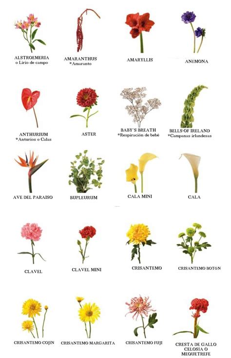 lista de nomes de flores