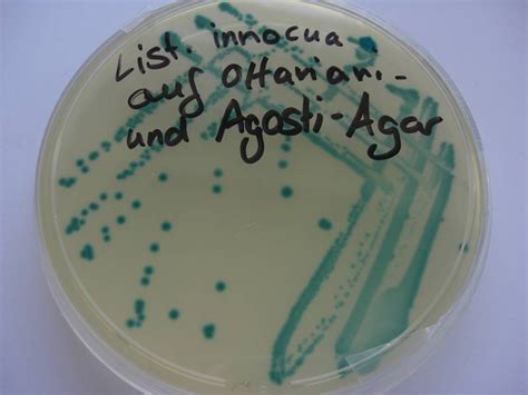 listeria innocua