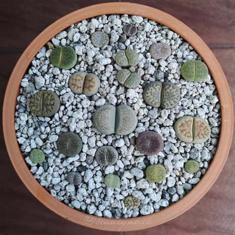 Lithops Pot Depth