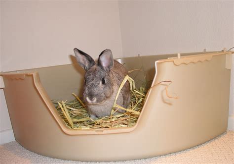 litter box for baby bunny