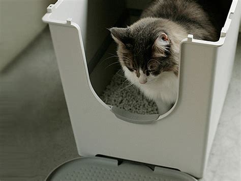 litter box for high peeing cat