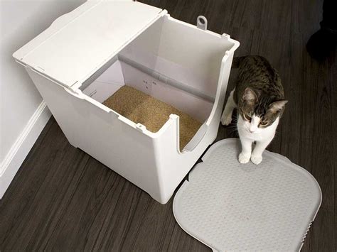 litter box for high peeing cat