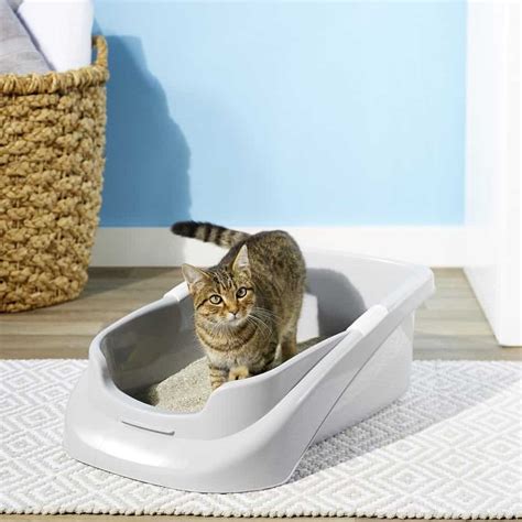 litter box issues older cats