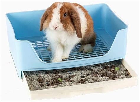 litter box material for rabbits