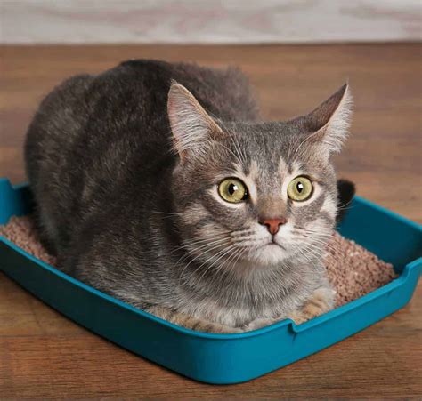 litter box on top of table