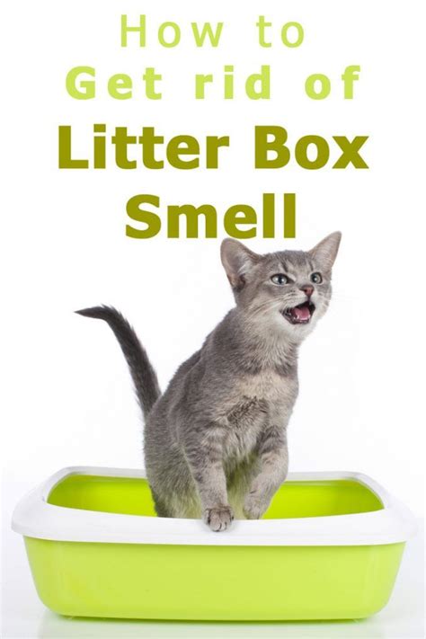 litter box smell solutions