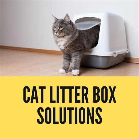litter box solutions for apartment