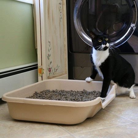 litter box solutions for older cats