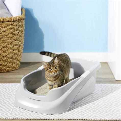litter box solutions for older cats
